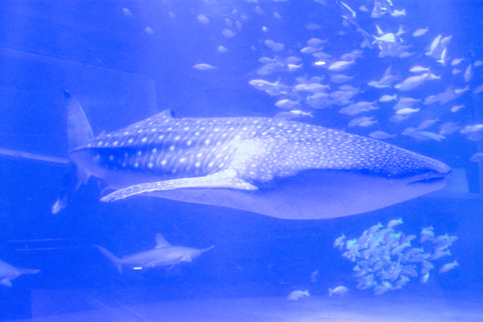 のとじま水族館