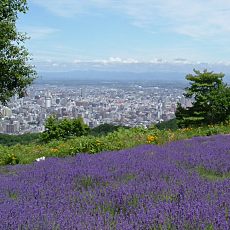 ラベンダー園